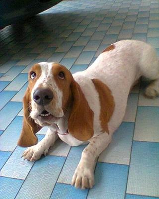 Gina - Basset Hound Dog