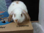 Rabbit Lop Eared - Lop Eared Rabbit