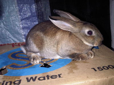 Mini Rex Rabbit - Rex Rabbit