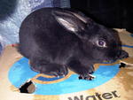 Mini Rex Rabbit - Rex Rabbit