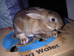 Mini Rex Rabbit - Rex Rabbit