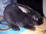 Mini Rex Rabbit - Rex Rabbit