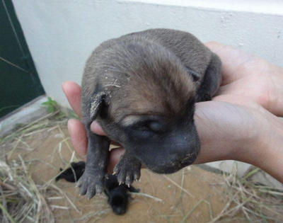 Koko - Mixed Breed Dog