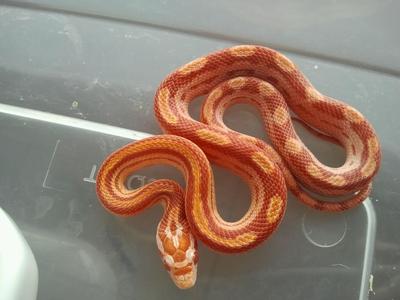 Honey Baby - Snake Reptile