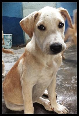 Tootie - Labrador Retriever Mix Dog