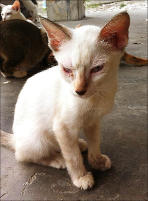 Snowie - Domestic Short Hair + Persian Cat