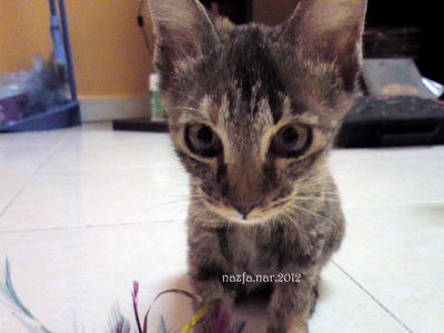 Dak Omot - Domestic Short Hair Cat