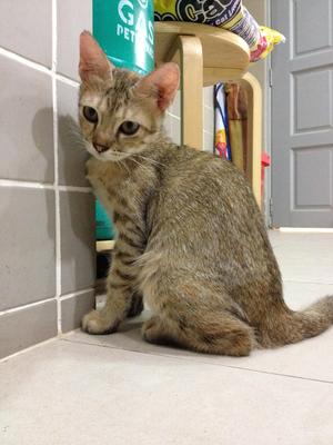 Cici - Domestic Short Hair Cat