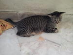 Zoey - Domestic Short Hair Cat