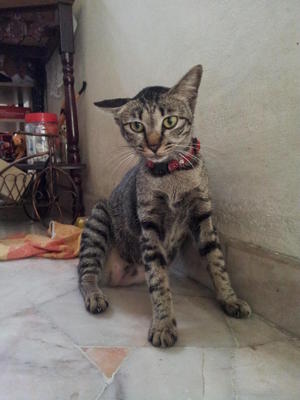 Zoey - Domestic Short Hair Cat