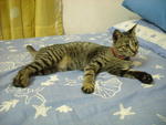 Zoey - Domestic Short Hair Cat