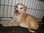 Addy @ Abby - Mixed Breed Dog