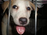 Addy @ Abby - Mixed Breed Dog