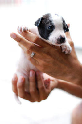 Collie - Mixed Breed Dog