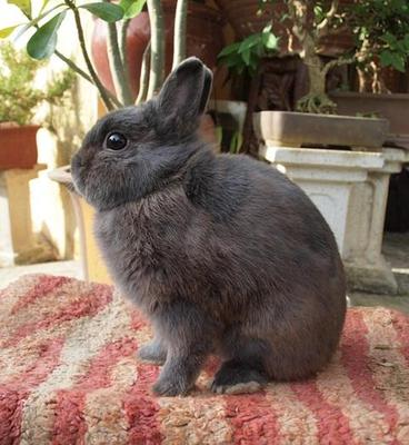 PF32277 - Netherland Dwarf Rabbit