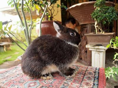 PF32278 - Netherland Dwarf Rabbit