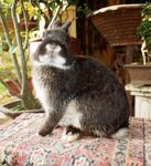 PF32278 - Netherland Dwarf Rabbit