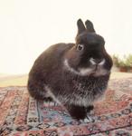 PF32278 - Netherland Dwarf Rabbit