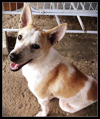 Chiwa - Chihuahua Mix Dog