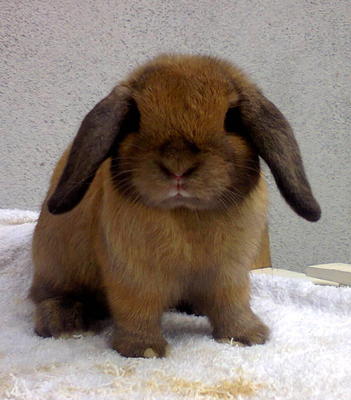 Holland Lop Buck - Holland Lop Rabbit