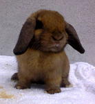 Holland Lop Buck - Holland Lop Rabbit