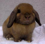 Holland Lop Buck - Holland Lop Rabbit