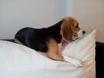 Mocha - Beagle Dog