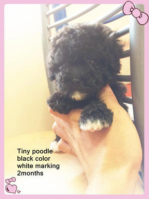 Black Tiny Toy Poodle - Poodle Dog