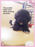 Black Tiny Toy Poodle - Poodle Dog