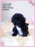 Black Tiny Toy Poodle - Poodle Dog