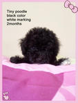 Black Tiny Toy Poodle - Poodle Dog