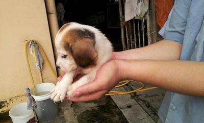 Beagle Puppy For Sales - Beagle Dog