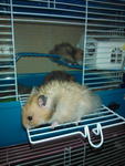 PF32297 - Syrian / Golden Hamster Hamster