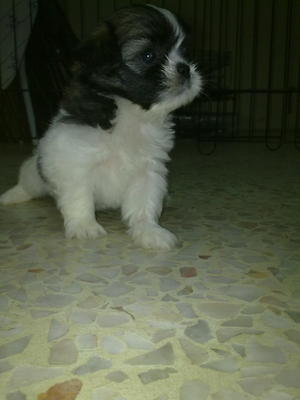 Small Tri Colour Shih Tzu-sold - Shih Tzu Dog