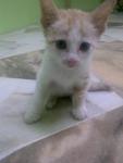 Putih - Domestic Short Hair Cat