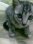 Mueza - Domestic Short Hair Cat