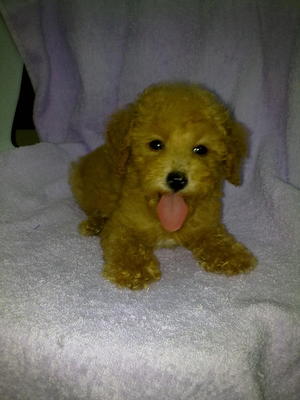 Red Toy Poodle Cheap Sale-sold - Poodle Dog