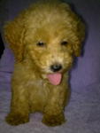 Red Toy Poodle Cheap Sale-sold - Poodle Dog