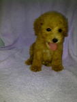 Red Toy Poodle Cheap Sale-sold - Poodle Dog