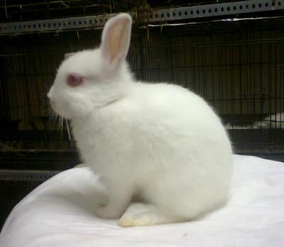 J1 - Dwarf + Netherland Dwarf Rabbit