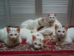 The White - Domestic Medium Hair Cat