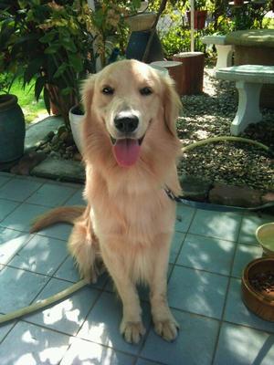 Maxi - Golden Retriever Dog