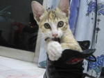 Miao in boots ...chewing