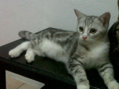 Ben - American Shorthair + Persian Cat