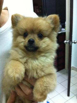 Pomeranian - Pomeranian Dog