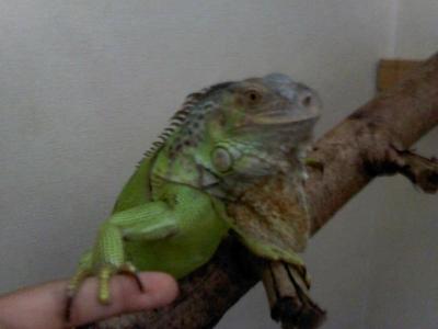 Igie - Iguana Reptile