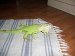 Igie - Iguana Reptile