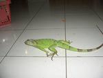 Igie - Iguana Reptile