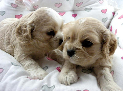 American Cocker Spaniel Pups - Cocker Spaniel Dog