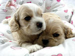 American Cocker Spaniel Pups - Cocker Spaniel Dog